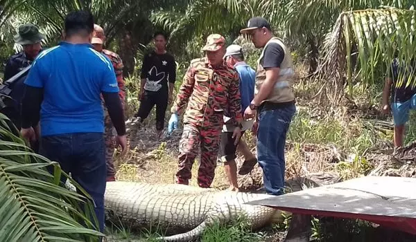 剖開肚皮裡面找到人骨 墜河男子恐已成鱷魚腹中餐