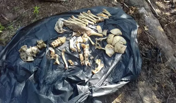 剖開肚皮裡面找到人骨 墜河男子恐已成鱷魚腹中餐