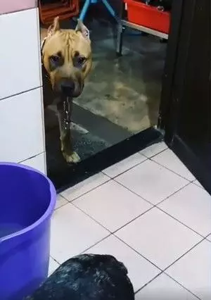 怕主人掉進馬桶,比特犬皺眉盯著主人便便,還帶壞了新來的法斗