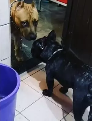 怕主人掉進馬桶,比特犬皺眉盯著主人便便,還帶壞了新來的法斗