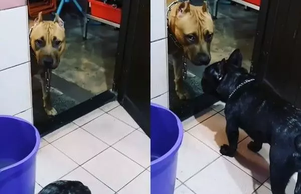 怕主人掉進馬桶,比特犬皺眉盯著主人便便,還帶壞了新來的法斗