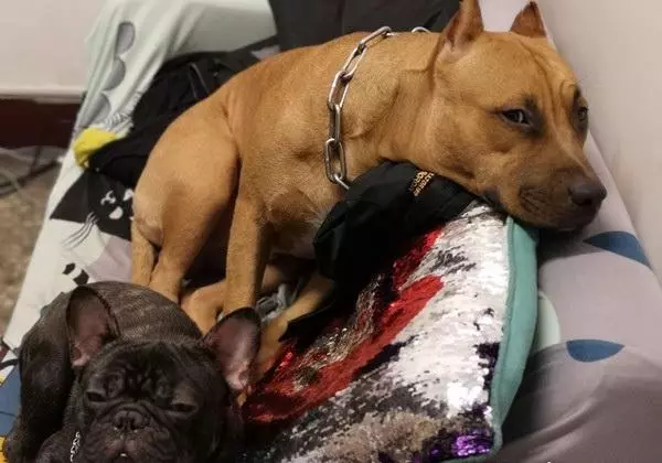 怕主人掉進馬桶,比特犬皺眉盯著主人便便,還帶壞了新來的法斗