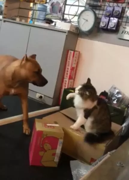 怕主人掉進馬桶,比特犬皺眉盯著主人便便,還帶壞了新來的法斗