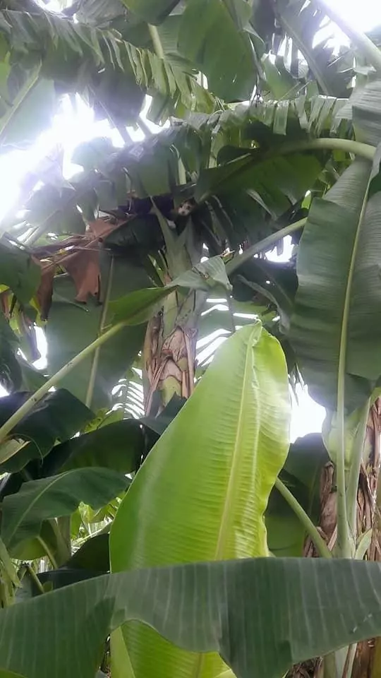 網友坐樹下休息時,總感覺頭頂被雙眼睛死盯著,緊張地一抬頭~
