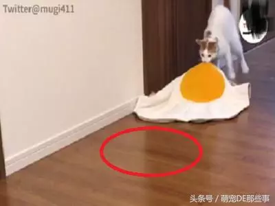 主人買了個荷包蛋墊子,貓咪以為是真蛋,急忙把它拖進秘密基地!