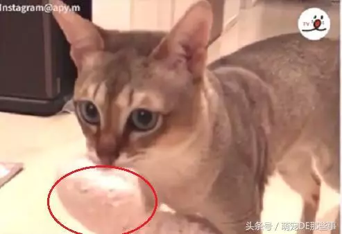 貓咪為了防止小主人動它的玩具,叼著等身大的玩偶跑了幾條「街」