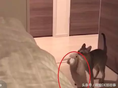 貓咪為了防止小主人動它的玩具,叼著等身大的玩偶跑了幾條「街」