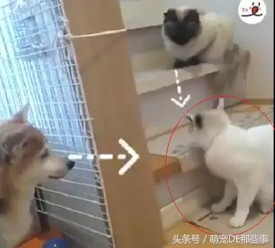 貓咪為了防止小主人動它的玩具,叼著等身大的玩偶跑了幾條「街」