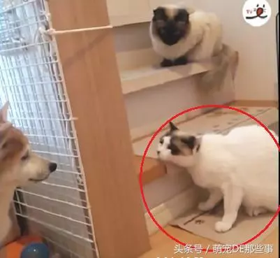 貓咪為了防止小主人動它的玩具,叼著等身大的玩偶跑了幾條「街」
