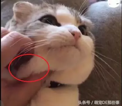 主人在給貓咪按摩,舒不舒服我不知道,但是我知道這貓是真胖!