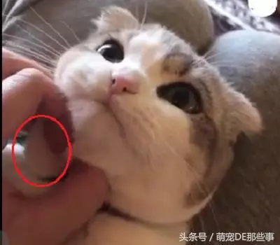 主人在給貓咪按摩,舒不舒服我不知道,但是我知道這貓是真胖!