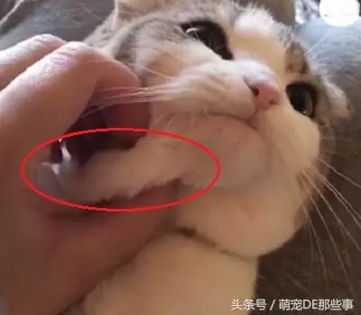 主人在給貓咪按摩,舒不舒服我不知道,但是我知道這貓是真胖!