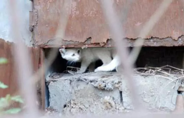 網友在路上走著走著,忽然被一隻貓給抱住了腿,可她並沒有養過貓