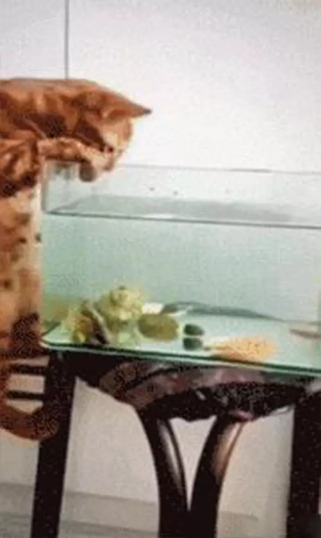 魚缸裡的魚一天比一天少,網友感到好奇,直到昨天提前下班~