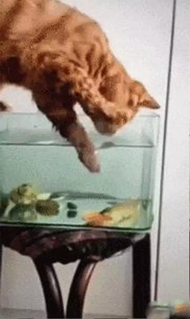 魚缸裡的魚一天比一天少,網友感到好奇,直到昨天提前下班~