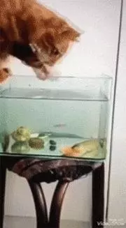魚缸裡的魚一天比一天少,網友感到好奇,直到昨天提前下班~