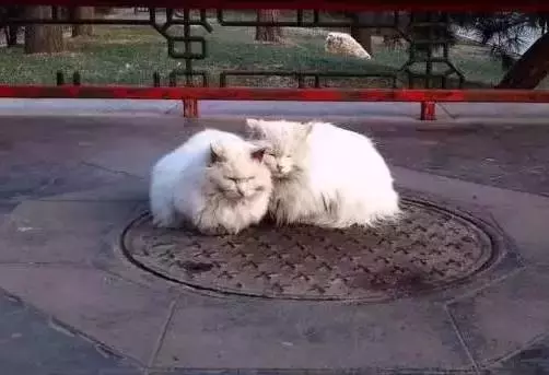 魚缸裡的魚一天比一天少,網友感到好奇,直到昨天提前下班~