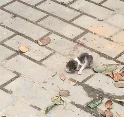 從天而降三隻串串貓,苦苦掙扎,路人視而不見