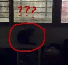 從天而降三隻串串貓,苦苦掙扎,路人視而不見