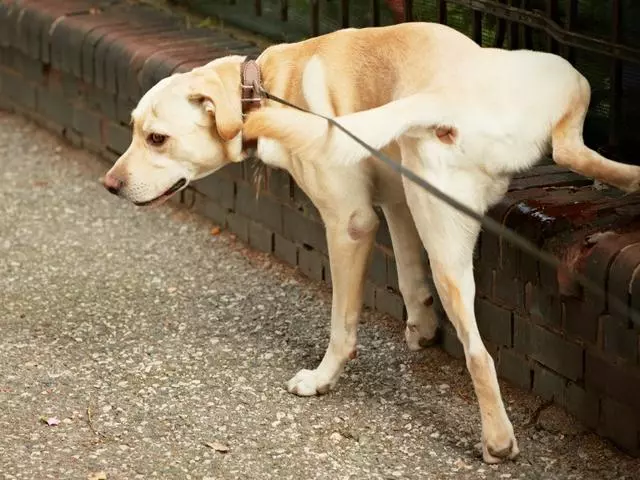 狗狗在外面便便後很興奮?這第一個原因,狗狗也太可愛了吧