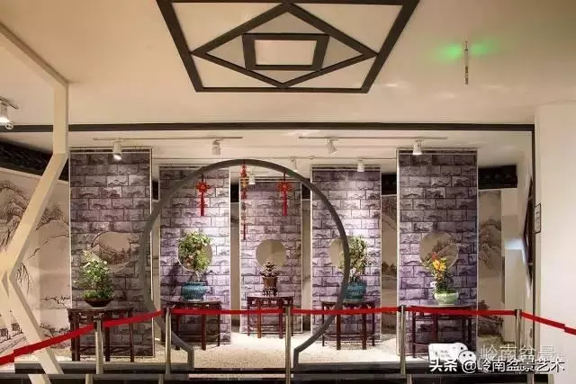 菜鳥講堂丨室內盆景管理方法