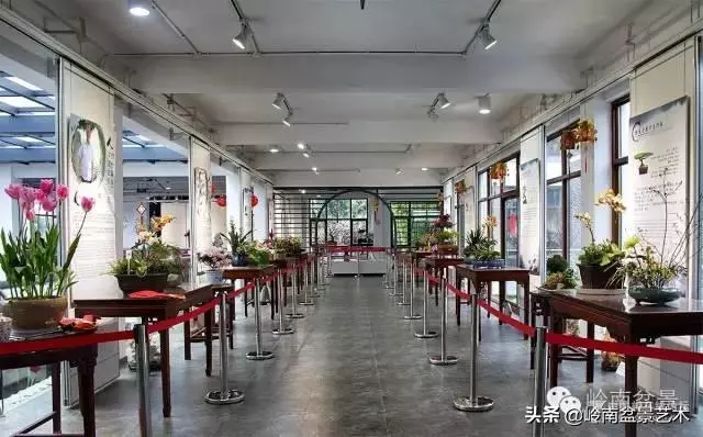 菜鳥講堂丨室內盆景管理方法