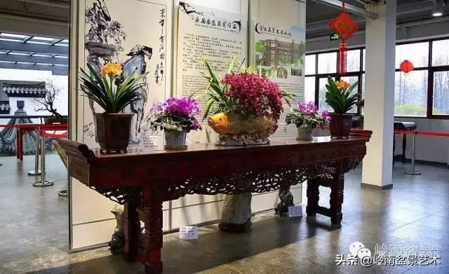 菜鳥講堂丨室內盆景管理方法