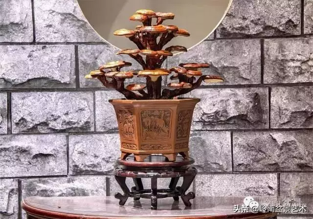 菜鳥講堂丨室內盆景管理方法