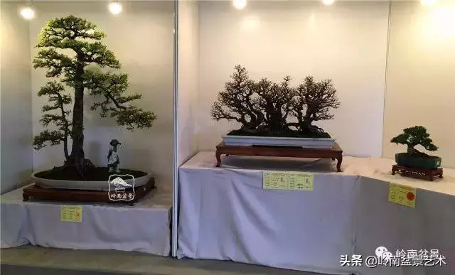 菜鳥講堂丨室內盆景管理方法