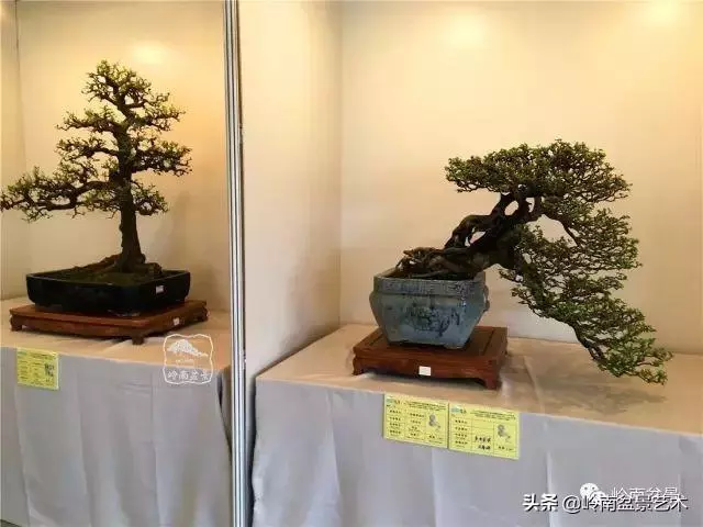 菜鳥講堂丨室內盆景管理方法