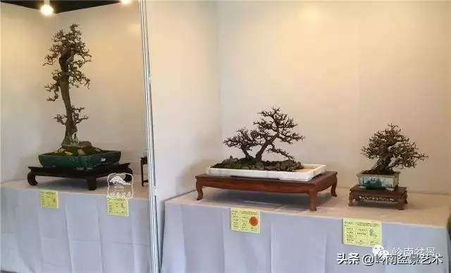菜鳥講堂丨室內盆景管理方法