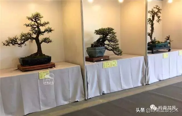 菜鳥講堂丨室內盆景管理方法