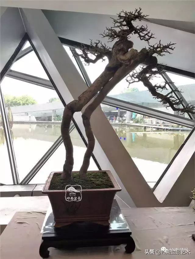 菜鳥講堂丨室內盆景管理方法