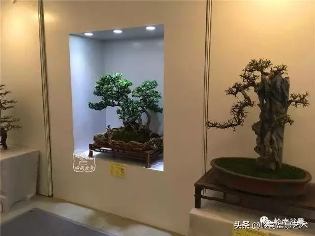 菜鳥講堂丨室內盆景管理方法