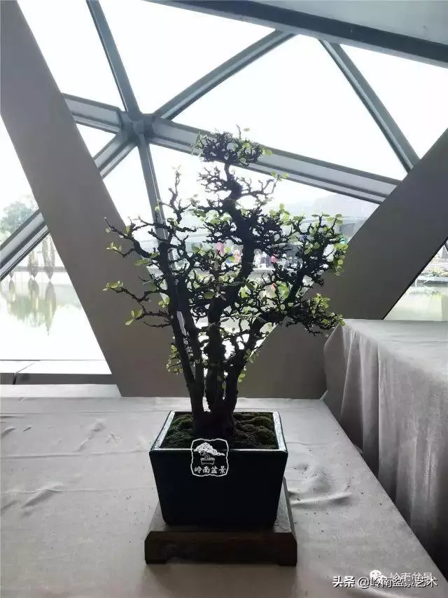 菜鳥講堂丨室內盆景管理方法