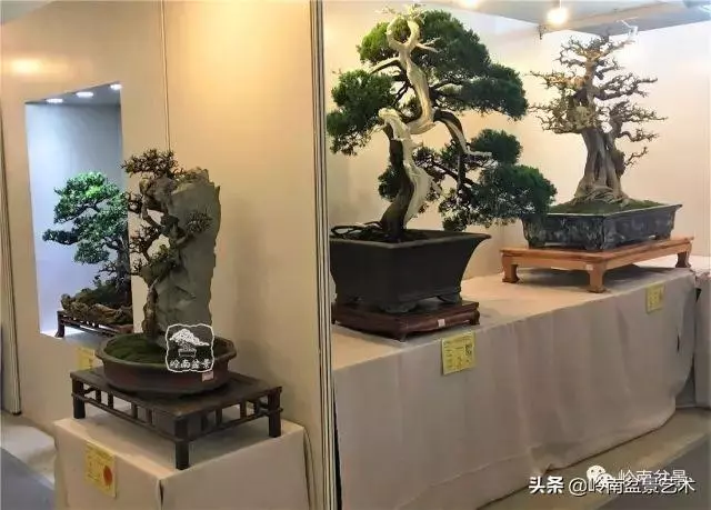 菜鳥講堂丨室內盆景管理方法
