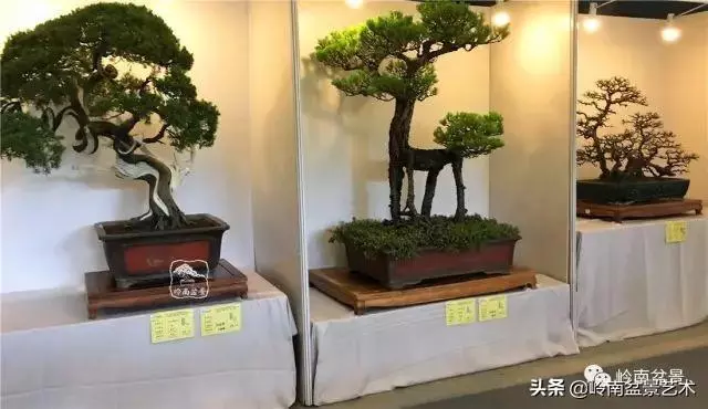 菜鳥講堂丨室內盆景管理方法