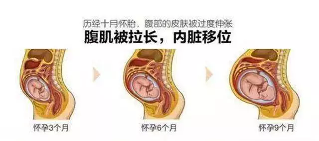 懷孕後媽媽的內臟都被擠到哪去了? 看完心疼媽媽一萬遍