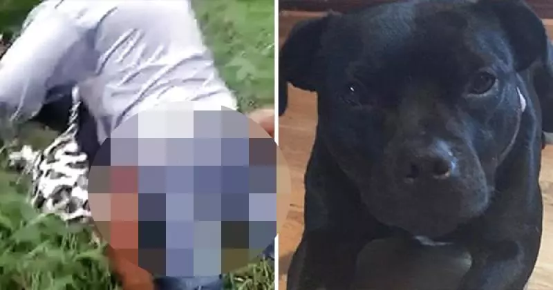 她突然被強暴犯抓住還說「要妳的狗在旁邊看」下一秒現場發出驚叫聲她淚謝狗狗