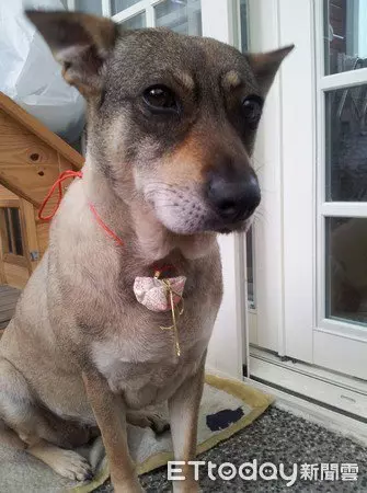 愛犬投胎轉世 成為主人的女兒