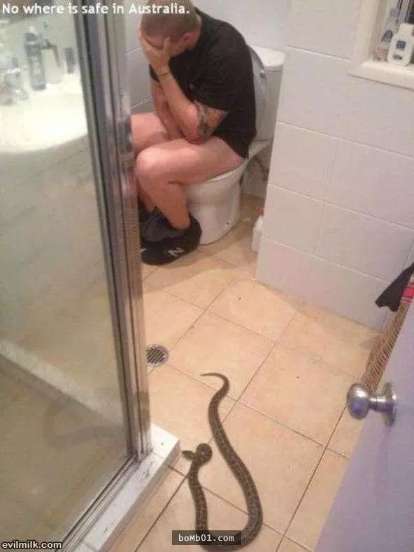22張證明澳洲對害怕蛇的人來說簡直是人間地獄的可怕照片!