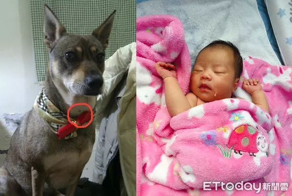 愛犬投胎轉世 成為主人的女兒 | 中國報 China Press