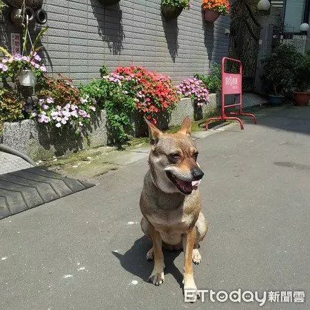 愛犬投胎轉世 成為主人的女兒 | 中國報 China Press