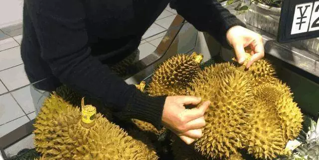 榴槤也分公母!老果農教你2招,保准挑到母榴槤,肉多口感還好!