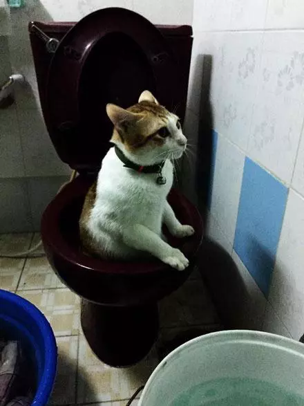 家貓爪子總是濕漉漉,主人感到好奇,無意中在廁所撞見它,發現~