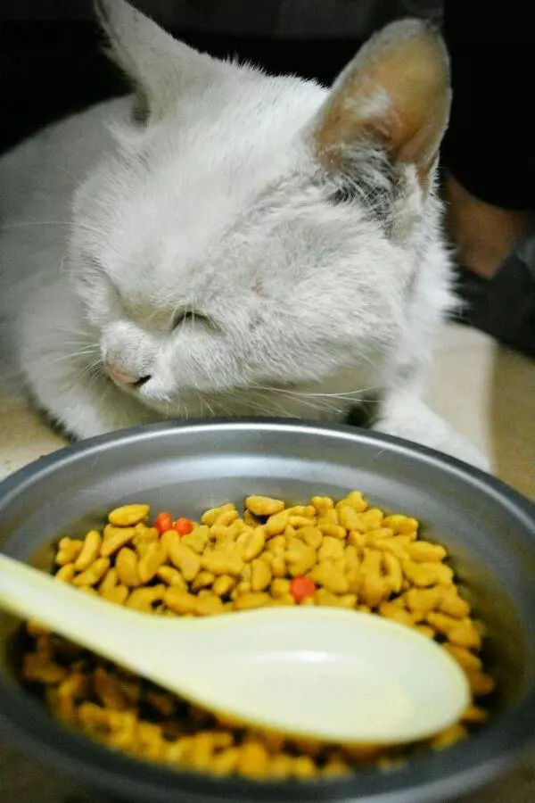 狗狗撿了一隻流浪小奶貓,從此走到哪帶著,不離不棄