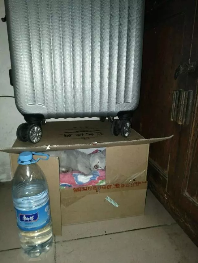 狗狗撿了一隻流浪小奶貓,從此走到哪帶著,不離不棄