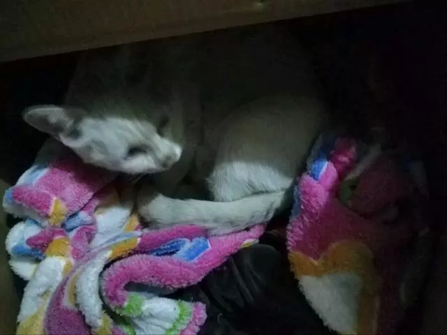 狗狗撿了一隻流浪小奶貓,從此走到哪帶著,不離不棄