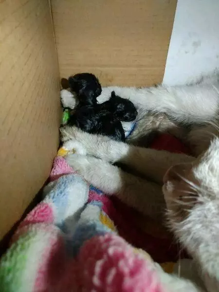 狗狗撿了一隻流浪小奶貓,從此走到哪帶著,不離不棄