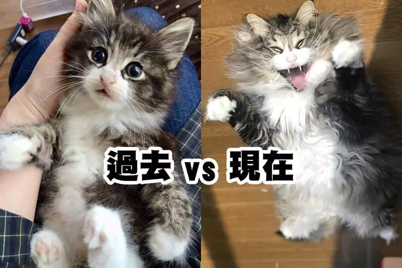 《貓咪的過去與現在》歲月是把殺豬刀,這道理在貓咪身上也適用